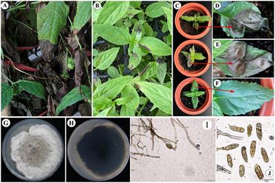 Preliminary study on Cyclocodon lancifolius leaf blight and screening of Bacillus subtilis as a biocontrol agent